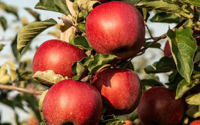 Apple U-Pick locations across PEI