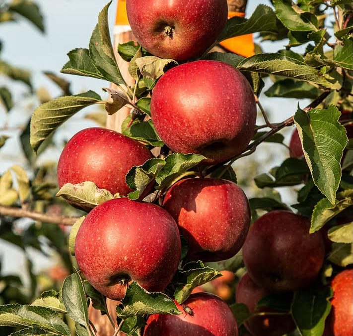 Apple U-Pick locations across PEI